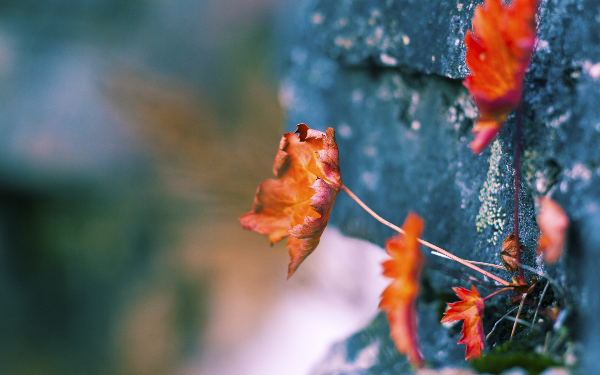 凯恩爆发显神威，多特蒙德稳稳拿下瑞士劲旅