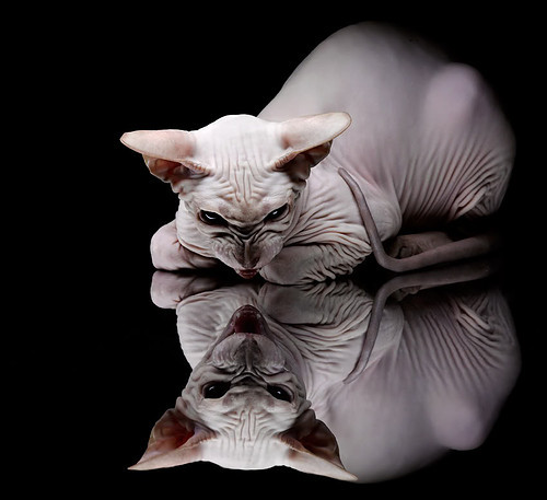 孤胆英雄与钢铁军团，格纳布里闪耀之夜，克罗地亚的铁蹄踏过三狮军团