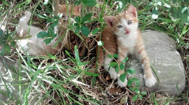 快船压制吉林队，莫兰特稳定输出不掉线