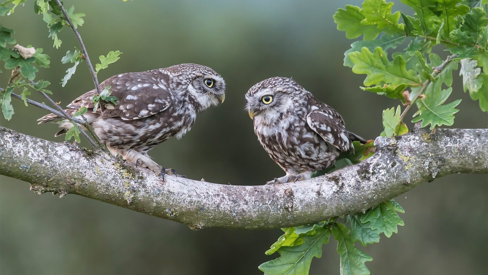 跨界风暴，新西兰橄榄球横扫毕尔巴鄂，拉什福德西甲德比独领风骚
