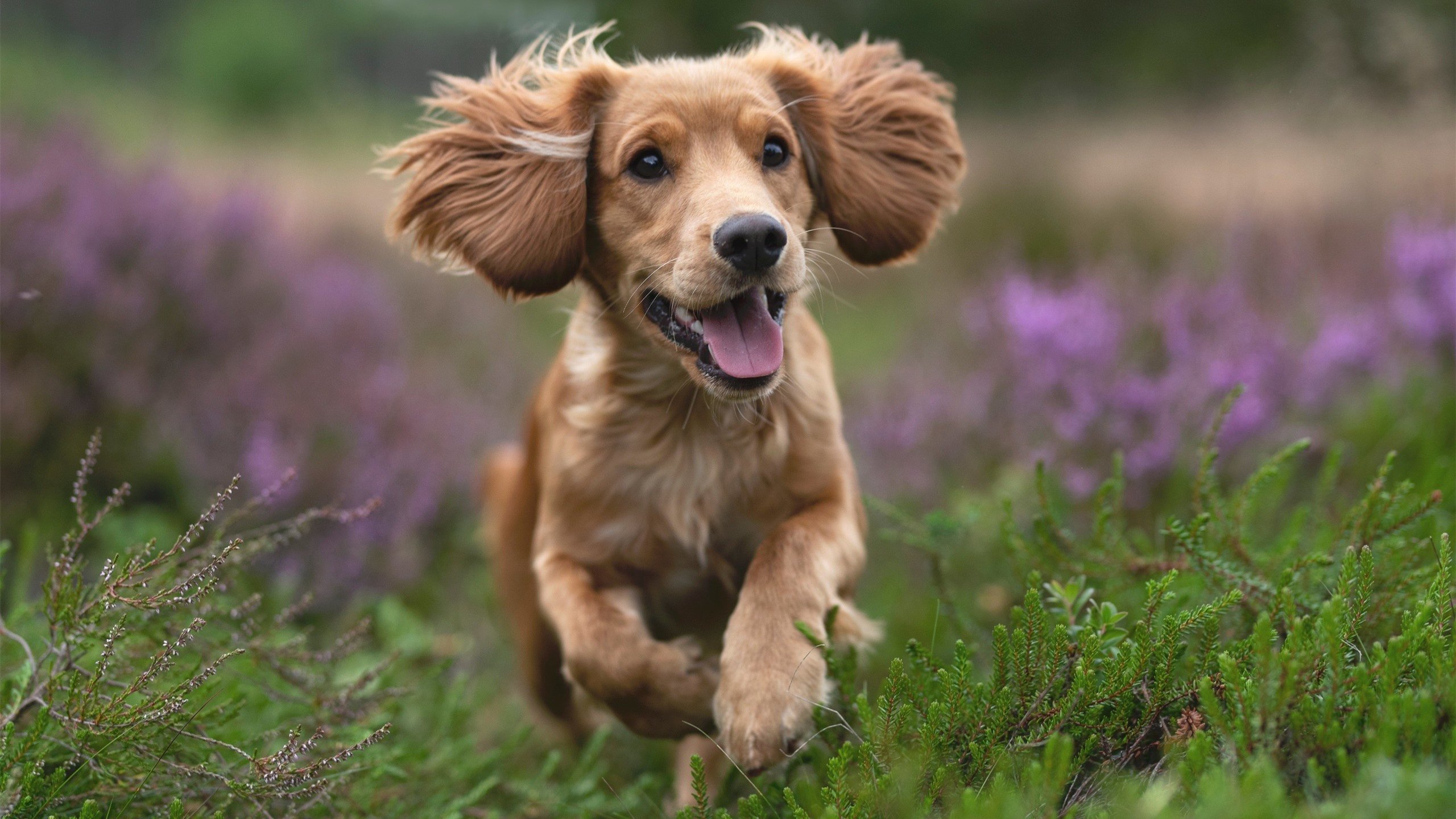 欧战烽火中的逆转叙事，奥斯梅恩一锤定音，塞维利亚气走乌克兰劲旅