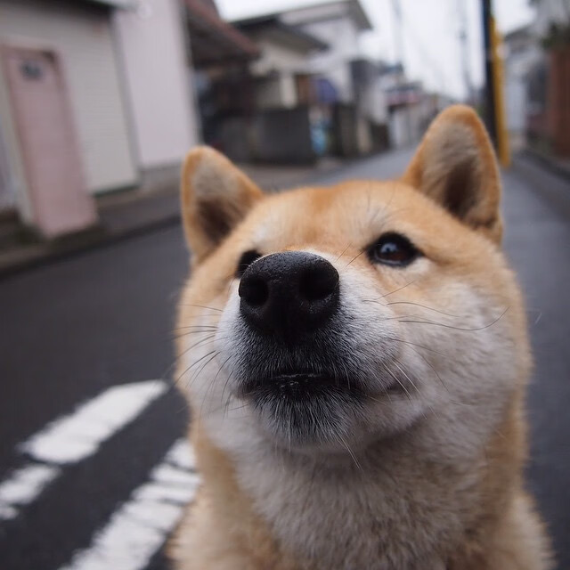 热血之夏，从欧冠半决赛的绝地反击到雄鹿队的决胜局智慧