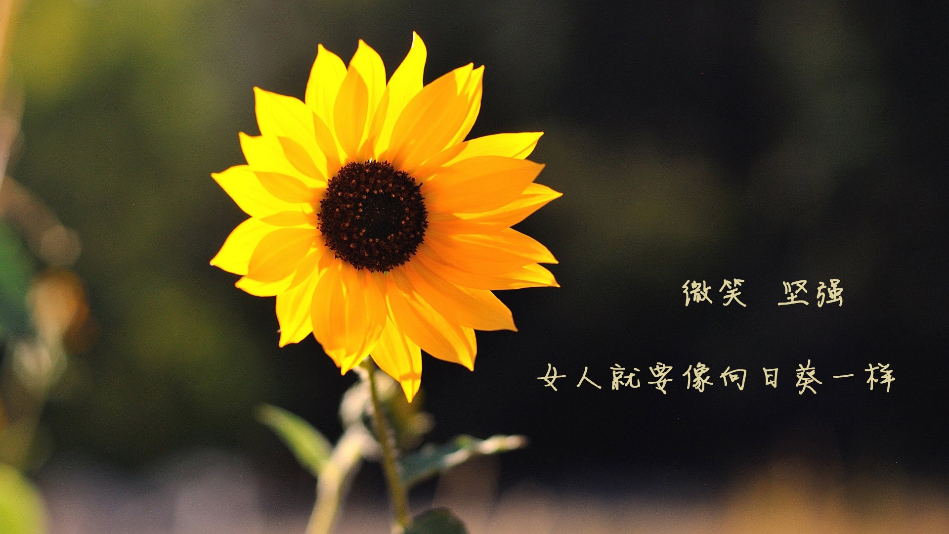 绝杀时刻!末节风云突变,格纳布里封神助南非逆转爱尔兰