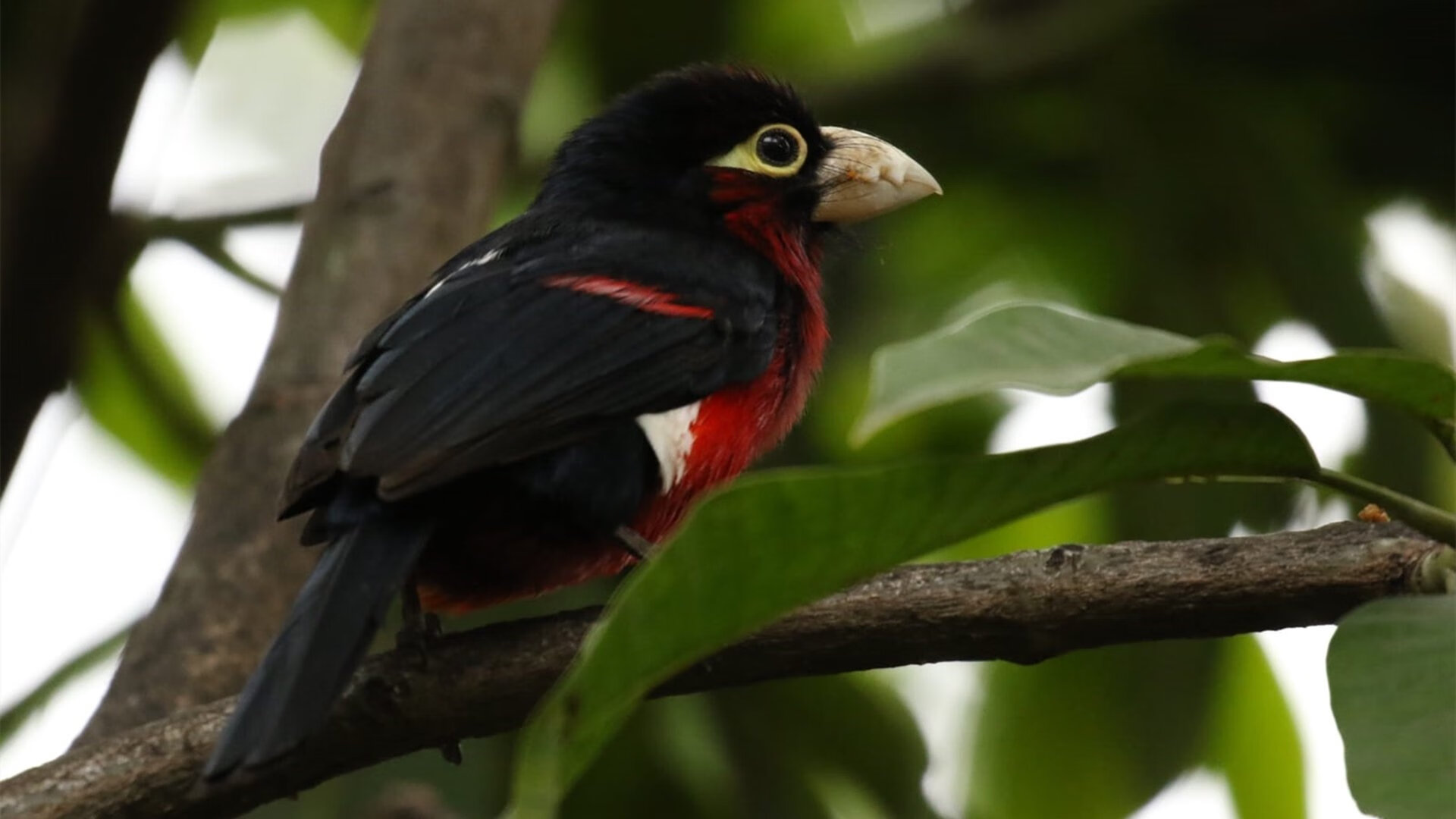 雄鹿单节暴走击溃尼克斯,哈利伯顿导演关键攻势