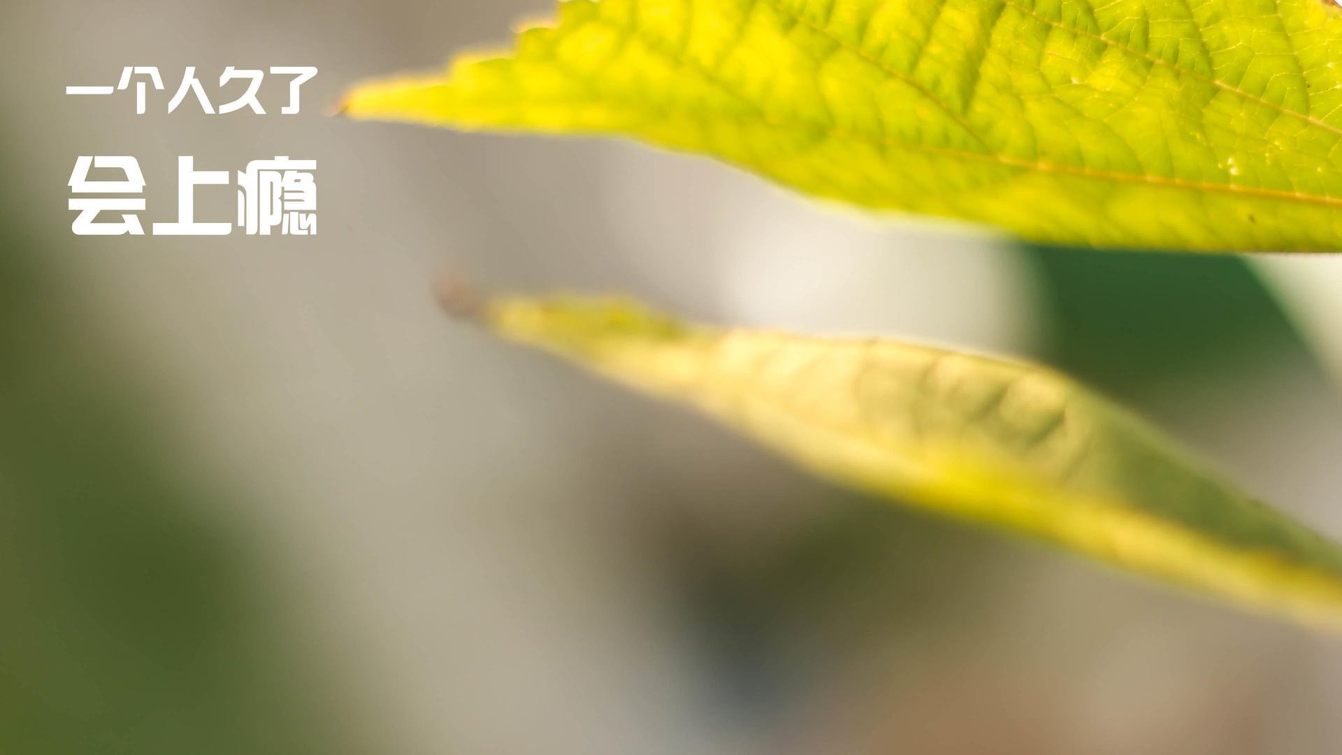 活塞踏平骑士，米切尔成为关键先生的背后逻辑