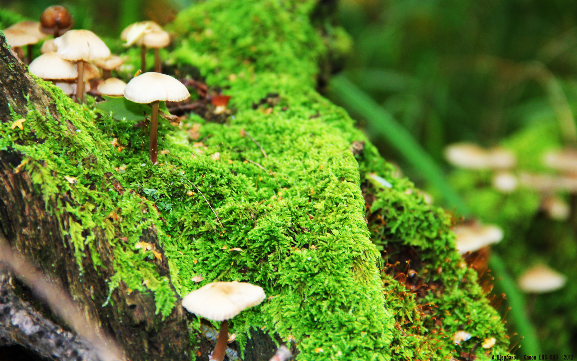 他让马里防线失踪，福登用一场比赛定义了何为球场核心