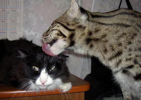 关键时刻的胜利，智利与阿圭罗的绝境启示录