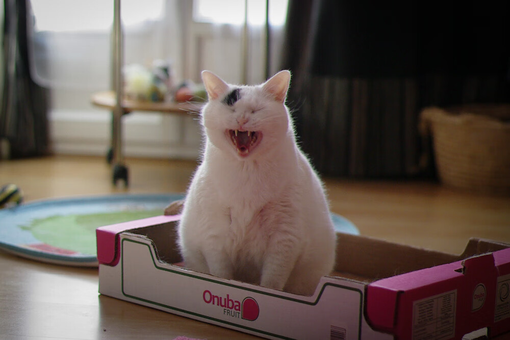 绿茵场上的心跳时刻，蒂亚戈力挽狂澜，尼斯压哨绝杀芬兰