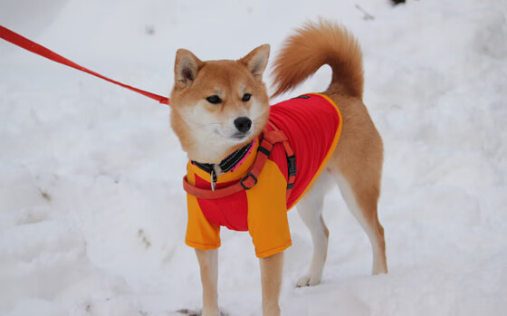 被误读的库里式胜利，当欧冠绿茵见证三分雨，我们为何执着于跨界的英雄叙事？