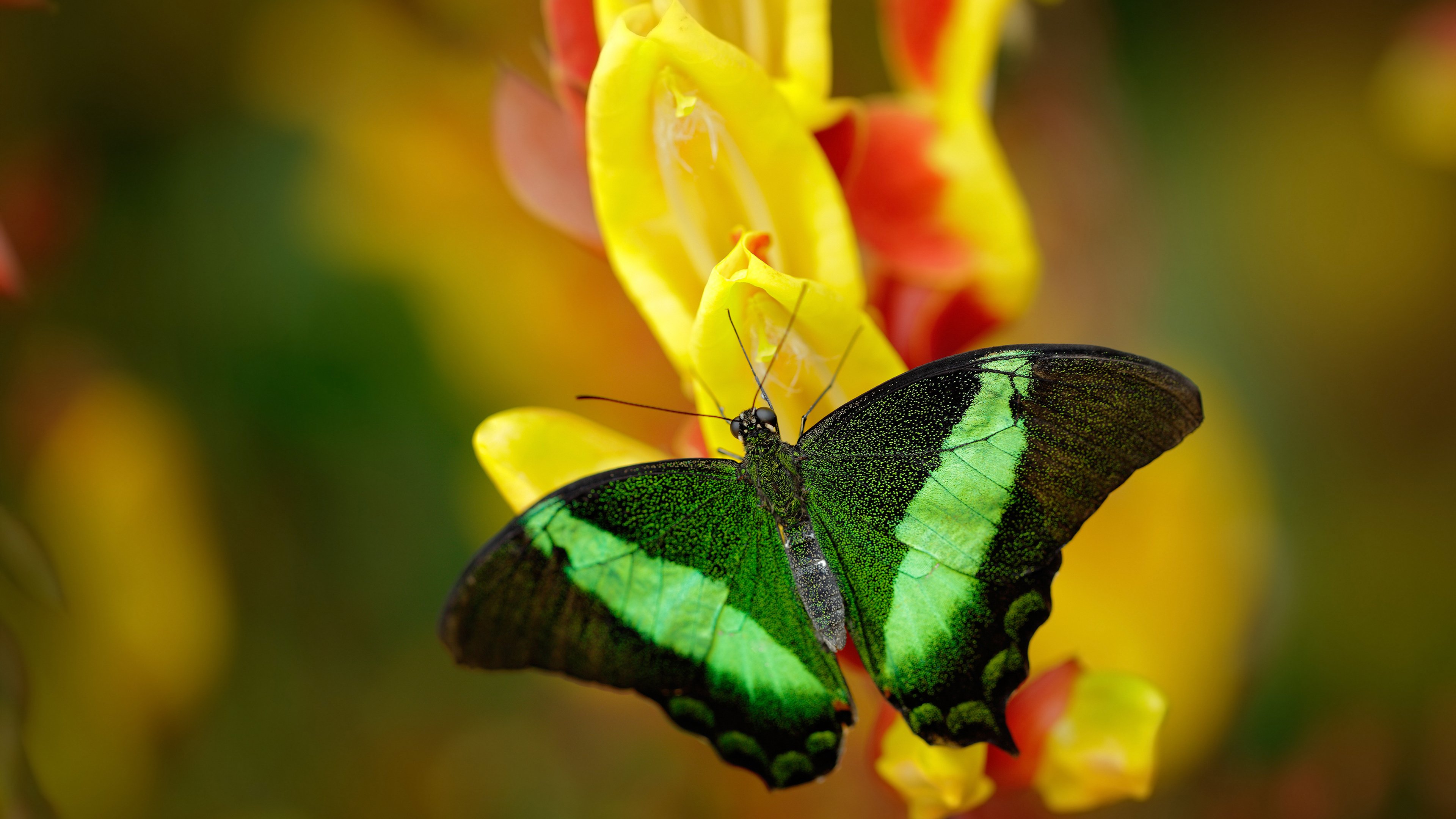 马克西压制级发挥引爆全场，骑士战术体系全面压制深圳队