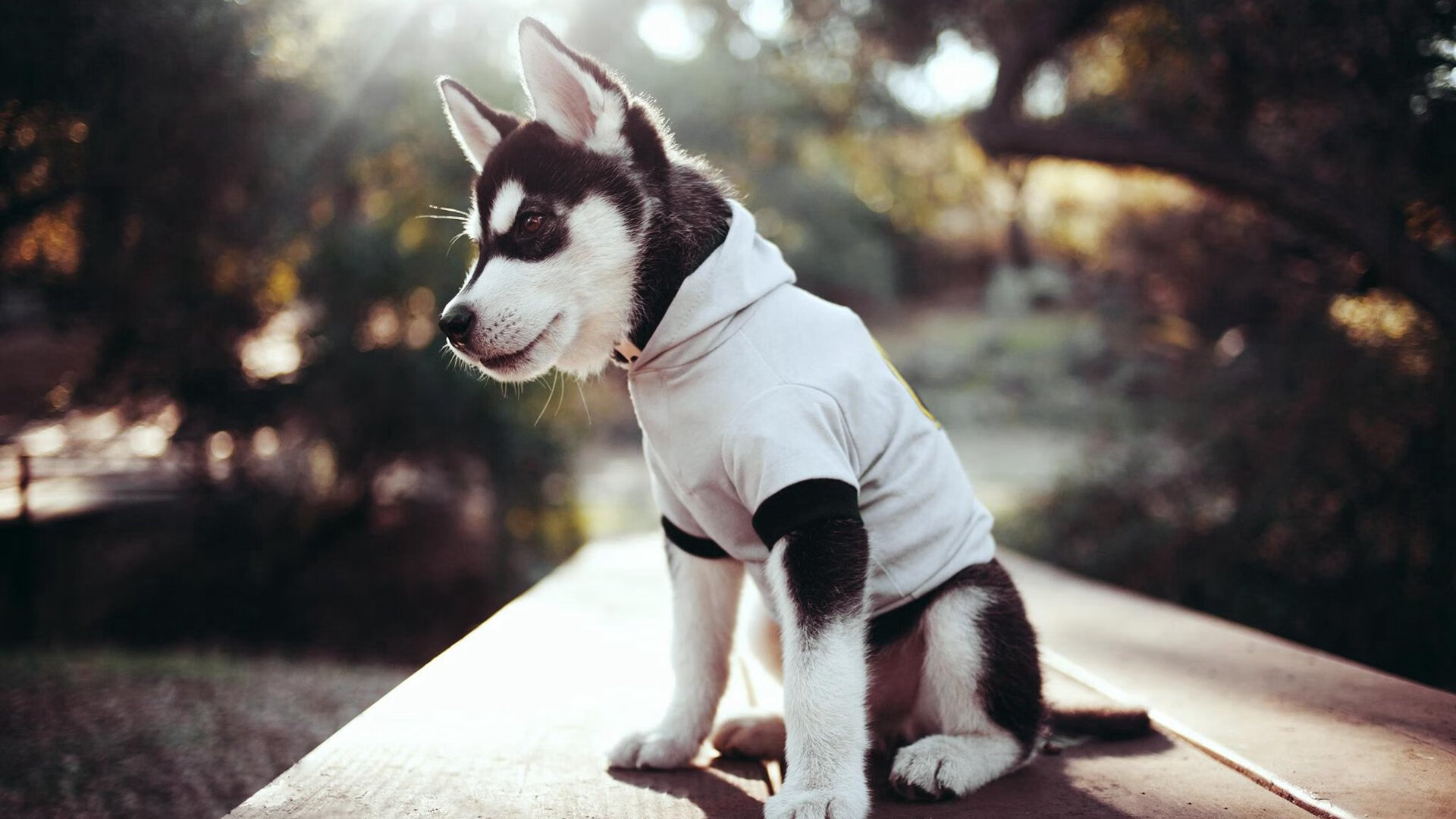 马克西压制级发挥引爆全场，骑士战术体系全面压制深圳队