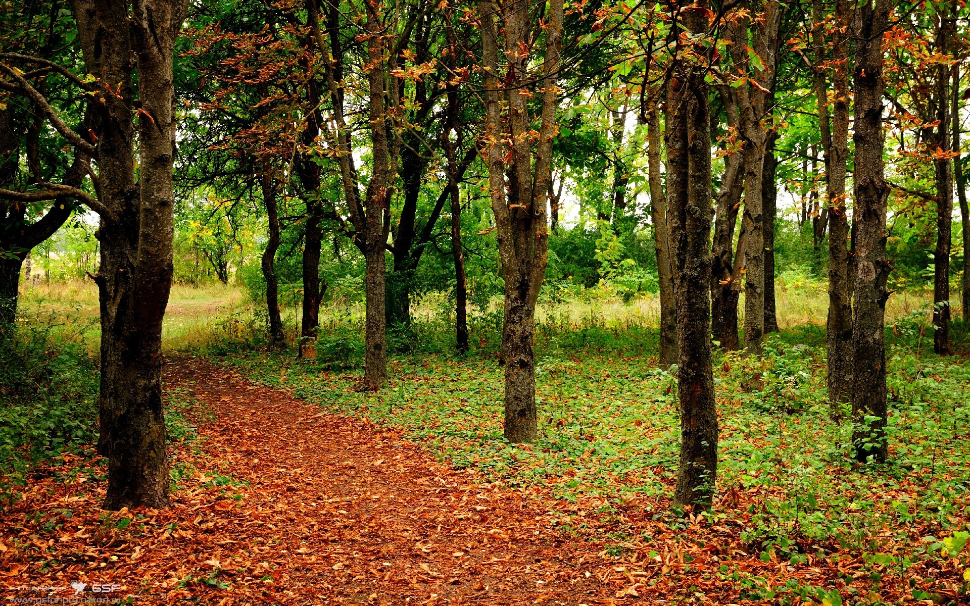 开云体育平台APP-从质疑到飞翔，字母哥在跨越万里的赛场上完成自我救赎