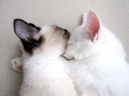 双星闪耀夜，福克斯狂飙破敌阵，76人火网锁火箭