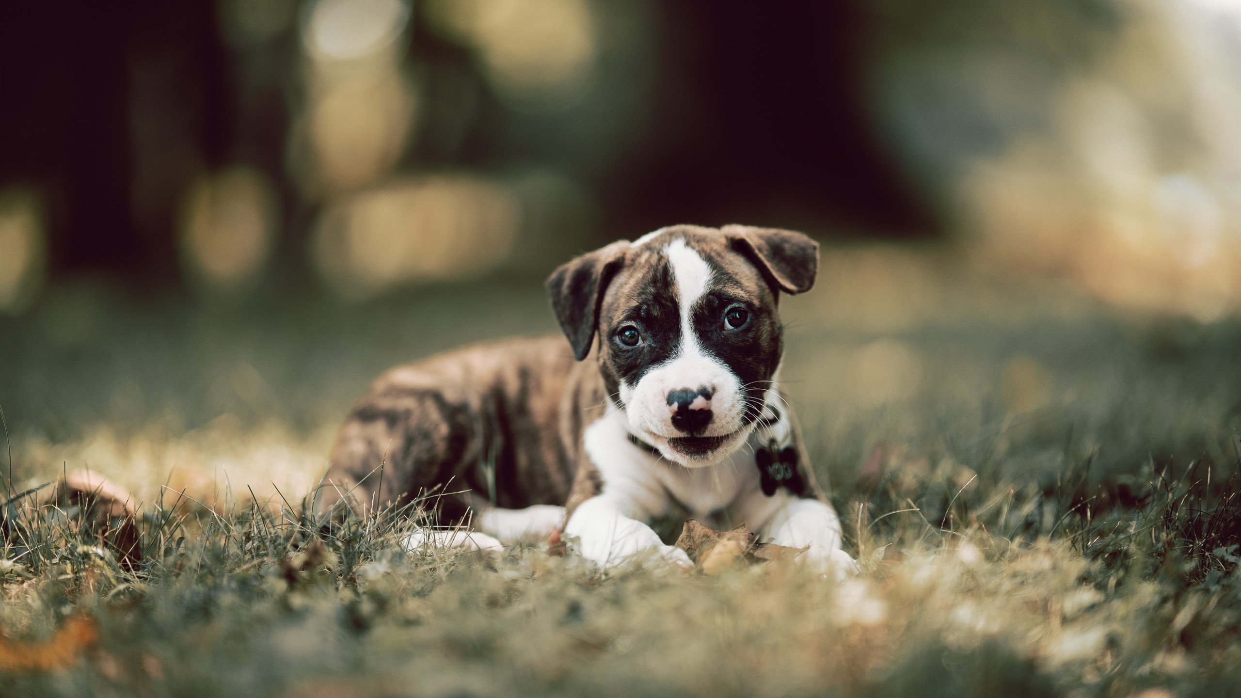 鹈鹕正面击溃湖人，米切尔在世界排名争夺战接管比赛