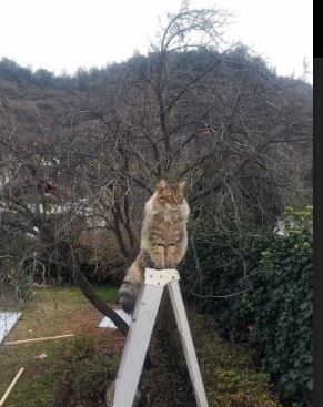 快船尼克斯激战,贝恩攻防两端统治全场