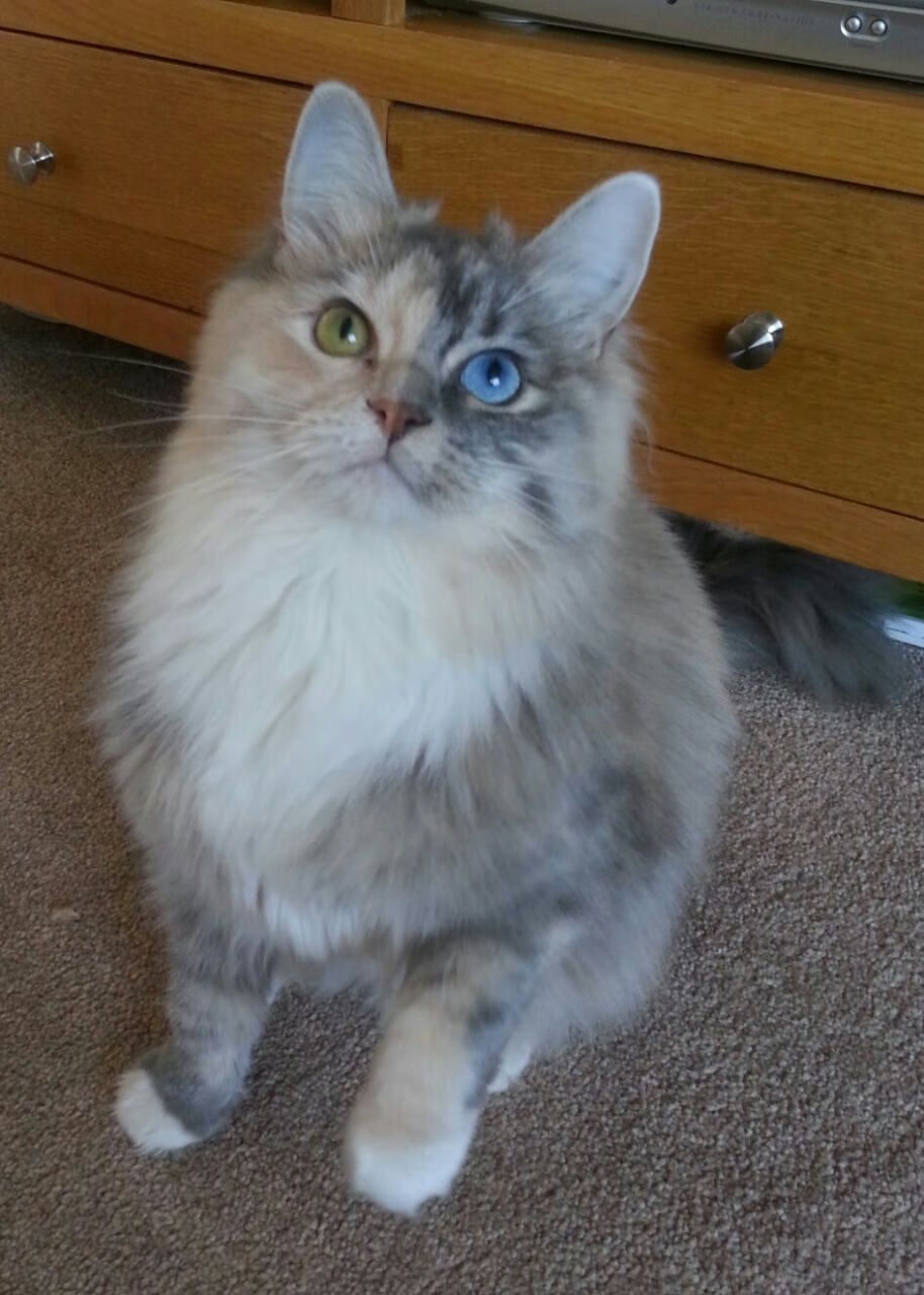 南美旋风遭遇大洋洲铁壁,斯通斯一记头槌打破心魔